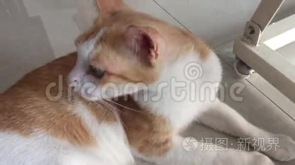 猫撒谎和玩耍