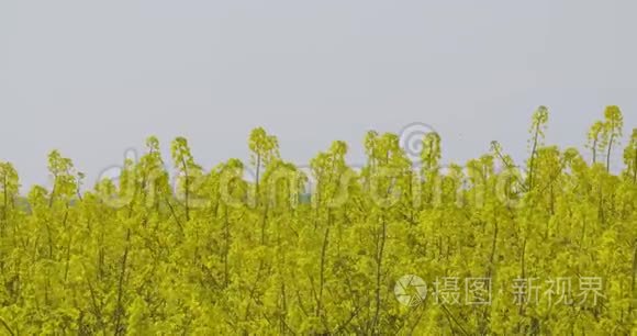 在农场生长的植物视频