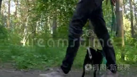 狗带着狗带着狗主人走过森林视频
