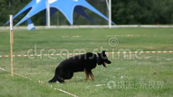 德国牧羊犬执行警犬比赛的命令视频
