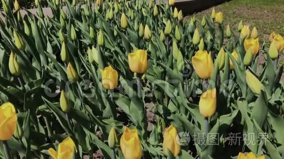 美丽的五颜六色的黄色郁金香花在春天的花园里盛开。 春天盛开的装饰郁金香花