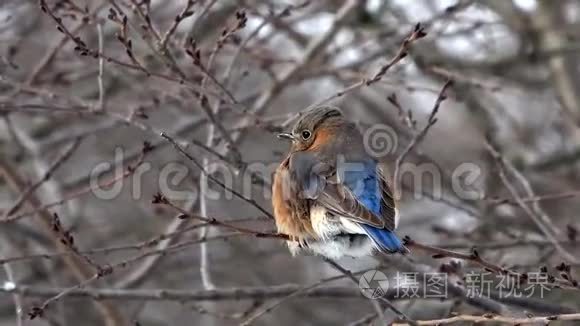 雌性东方蓝鸟在冬天视频