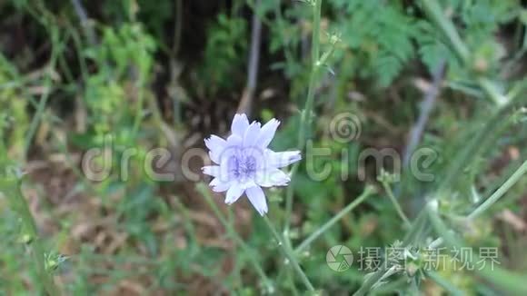 小花蓝色视频