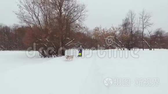哈士奇狗雪橇队赛车镜头视频