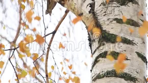 猫头鹰在彩色树叶中美丽的肖像视频