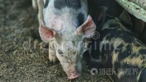 特写小斑点家养猪在地上玩耍视频