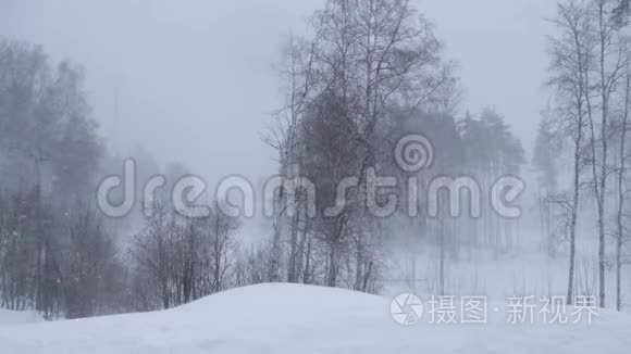 俄罗斯，2019年2月暴风雪和大漂移。 一阵强风摇动着冬天森林里的树木。