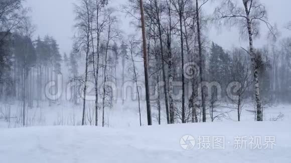 俄罗斯，2019年2月：暴风雪和大漂移。 一阵强风摇动着冬天森林里的树木。