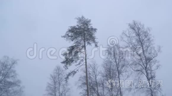 俄罗斯，2019年2月：暴风雪和大漂移。 一阵强风摇动着冬天森林里的树木。