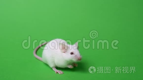 白色实验室老鼠在绿色背景上。 概念-动物实验、疫苗试验、药物