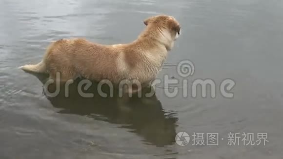狗从水里出来了