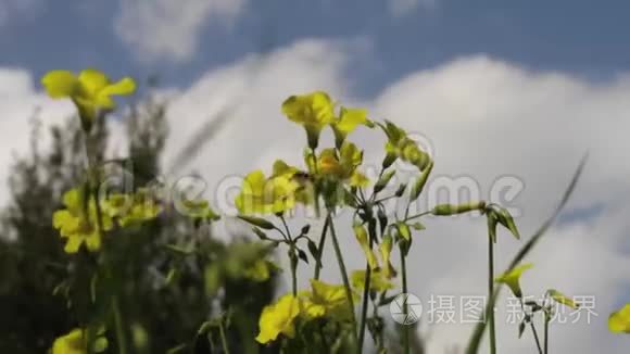 三叶草在天空和云彩中绽放