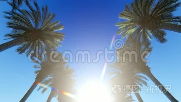 明亮阳光下的棕榈巷底景视频