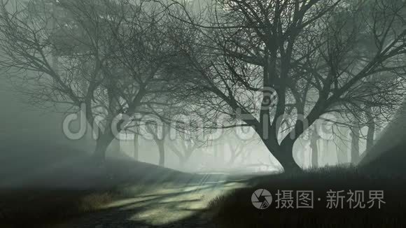 在雾蒙蒙的黄昏4K径入黑暗神秘森林