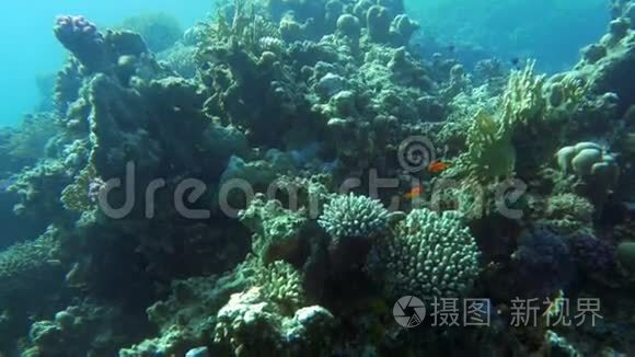 带珊瑚礁和鱼类的海底生物视频