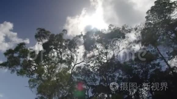 太阳底下高大的树视频