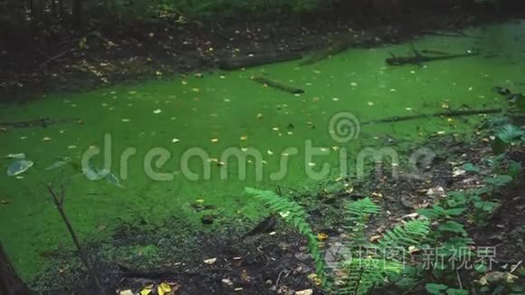 沼泽和森林背景不受关注视频