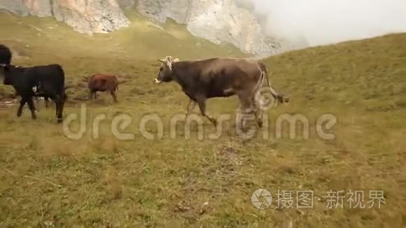 一群牛在草地上奔跑，稳健的射击，缓慢的运动。