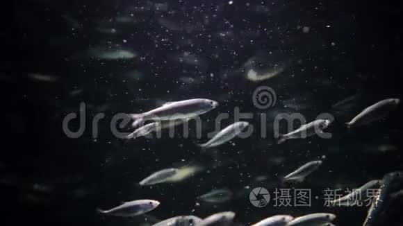 水族馆有许多相同的鱼