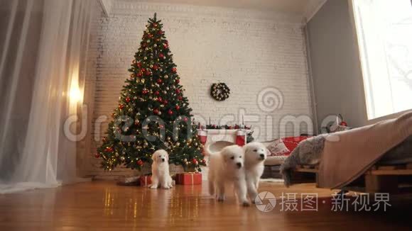 小狗在圣诞树上玩耍视频