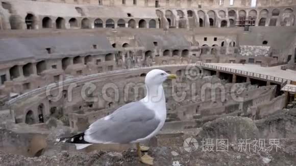 坐在罗马竞技场的海鸥视频