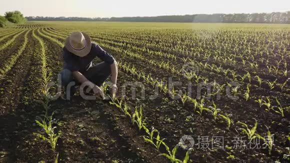 农夫在地里检查春天的玉米芽视频