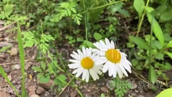 洋甘菊是在绿草的背景下生长的。 白色野花