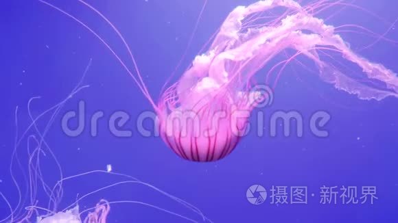 巨大的粉红色海洋水母用触手移动。 蓝色海洋背景上的水母。