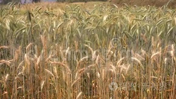 田间成熟的大麦。