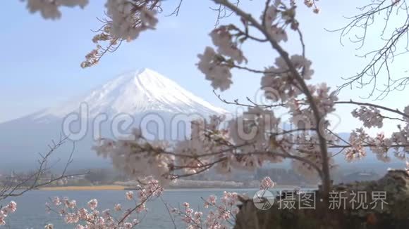 山 川川子湖富士山春季樱花树视频