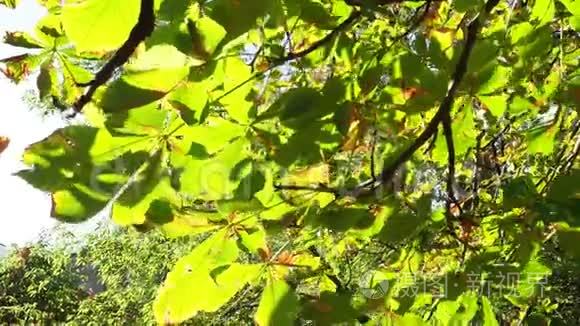 马栗树的青黄叶在风中摇曳视频