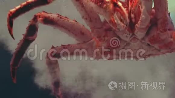 为顾客展示巨型蜘蛛蟹视频
