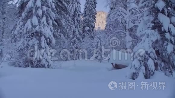 西伯利亚山脉的雪林视频