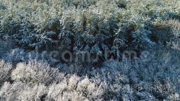 冬雪松杉冻林的鸟瞰图视频