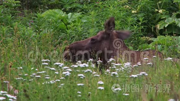 麋鹿躺在野花里视频