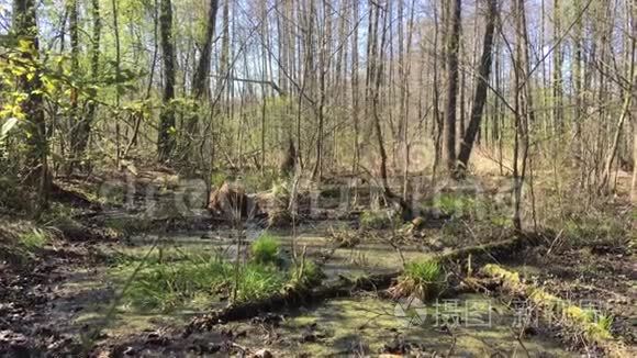 春天波兰自然的湿地视频