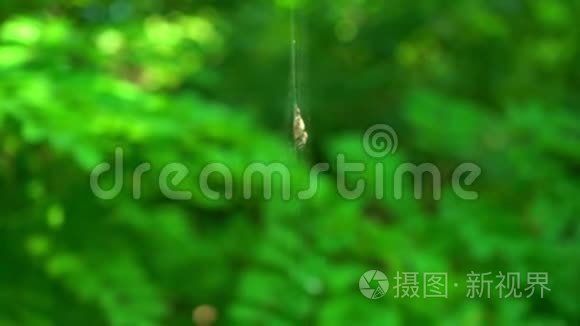 一只蜘蛛坐在森林里的网上。 一只蜘蛛猎捕昆虫喝他们的血