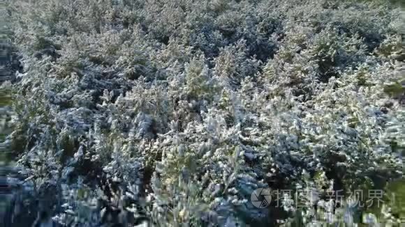 冬雪松杉冻林的鸟瞰图视频