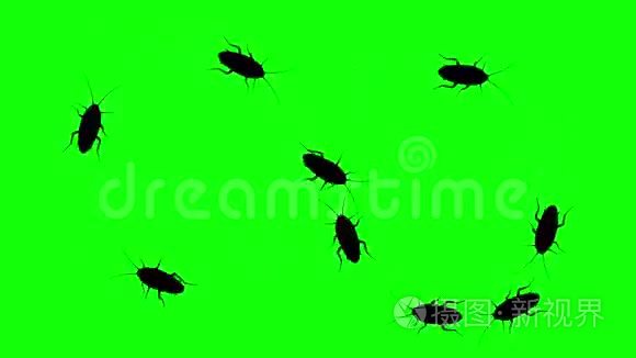 成群的蟑螂，绿色屏幕上的CG动画轮廓，无缝的循环。