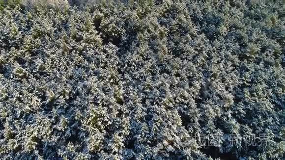冬雪松杉冻林的鸟瞰图视频