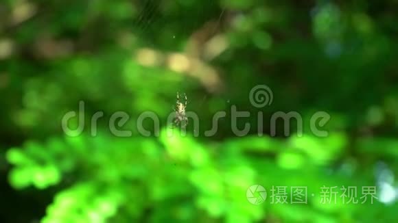一只蜘蛛坐在森林里的网上。 一只蜘蛛猎捕昆虫喝他们的血