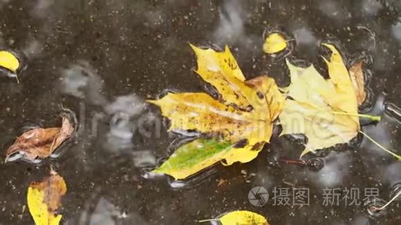 枫树在水坑中漂浮的黄叶视频