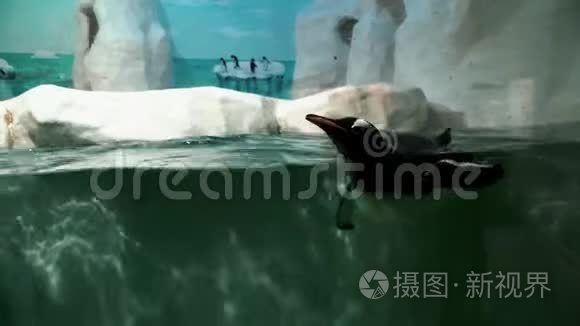 企鹅在水里潜水游泳视频