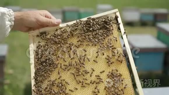 全套养蜂教程视频 新手养蜂免费视频养蜂