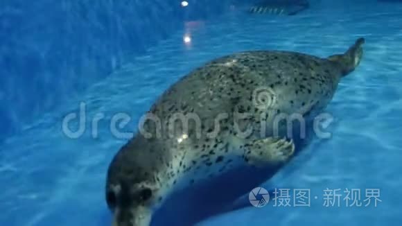在动物园游泳时慢吞吞海豹视频