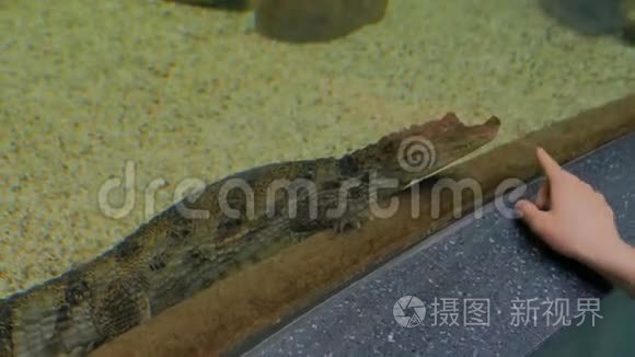 小鳄鱼在水族馆游泳视频