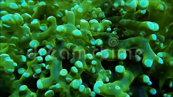 青蛙产卵视频素材模板大全 新视界青蛙产卵实拍视频素材库 青蛙产卵视频素材模板大全 新视界青蛙产卵实拍视频素材库