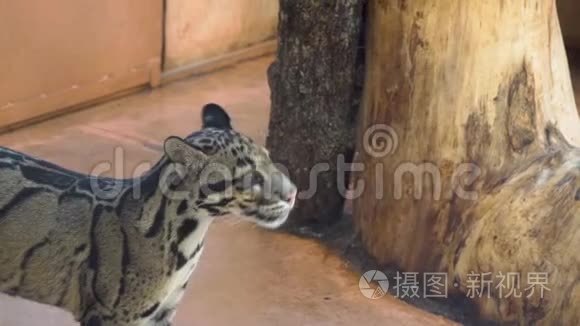 动物园里漂亮的大理石小猫视频