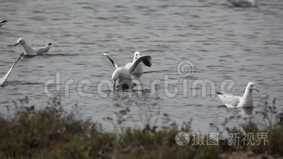 海鸥在超慢动作中捕鱼失败视频