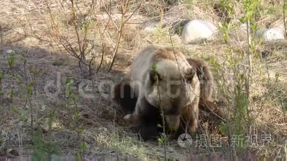 尤肯岛上一只漂亮的灰熊视频
